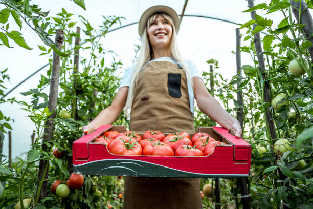 istock Woman picking tomatoes from her greenhouse 2164765893