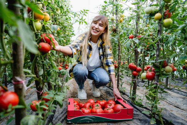 istock Woman picking tomatoes from her greenhouse 2164766513