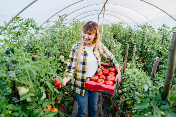 istock Woman picking tomatoes from her greenhouse 2164766767