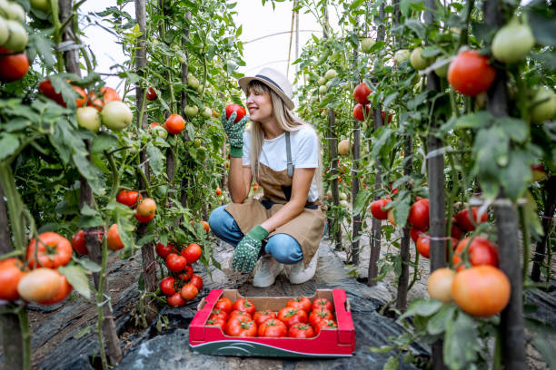 istock Young woman smelling freshly picked tomato 2164766816