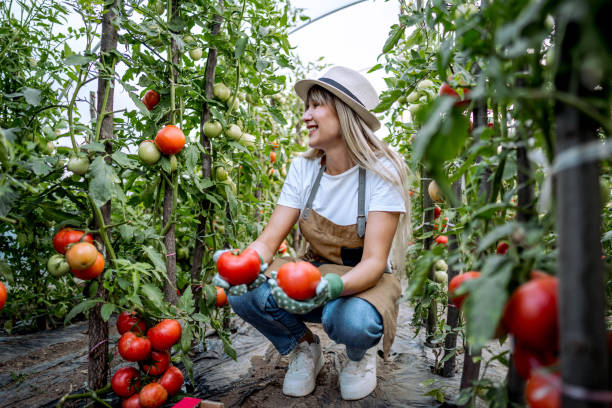 istock Harvesting tomatoes in her greenhouse 2164766845