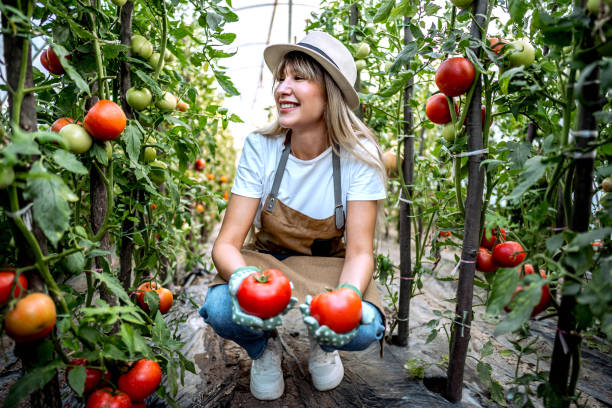 istock Harvesting tomatoes in her greenhouse 2164766856