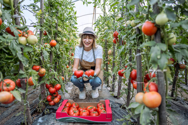 istock Woman picking tomatoes from her greenhouse 2164766883