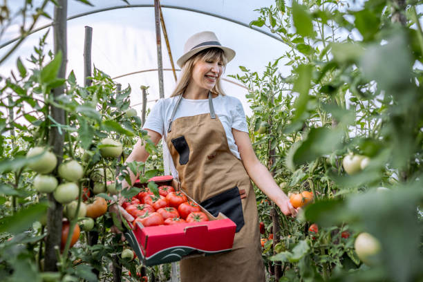 istock Woman picking tomatoes from her greenhouse 2164766937
