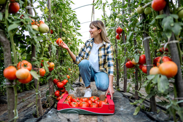 istock Woman picking tomatoes from her greenhouse 2164766988