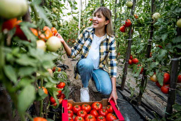 istock Woman picking tomatoes from her greenhouse 2164767010