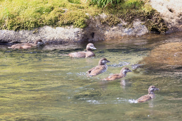 A mother and baby harlequin duck navigating the strong current of the Oirase Gorge stock photo