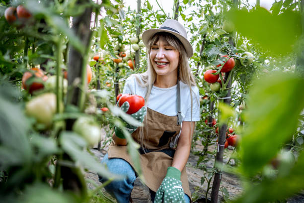 istock Harvesting tomatoes in her greenhouse 2164767175