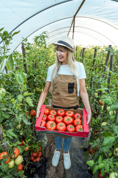 istock Woman picking tomatoes from her greenhouse 2164767245