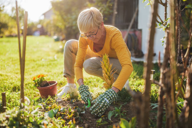istock Senior woman gardening 2164767325