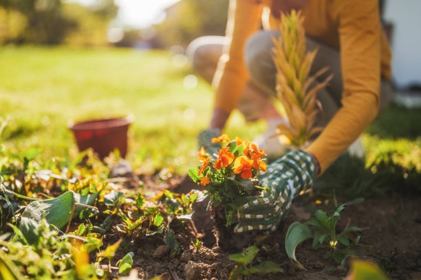 istock Senior woman gardening 2164767340