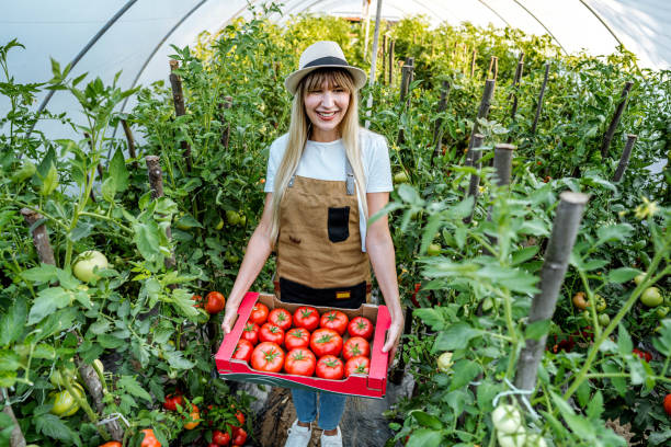 istock Woman picking tomatoes from her greenhouse 2164767614