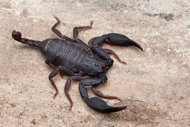 istock Scorpion of the genus Scorpiops from Sikkim. These are found under fallen logs and boulder. 2164768307