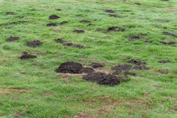 istock Green meadow with fresh molehills 2164769916