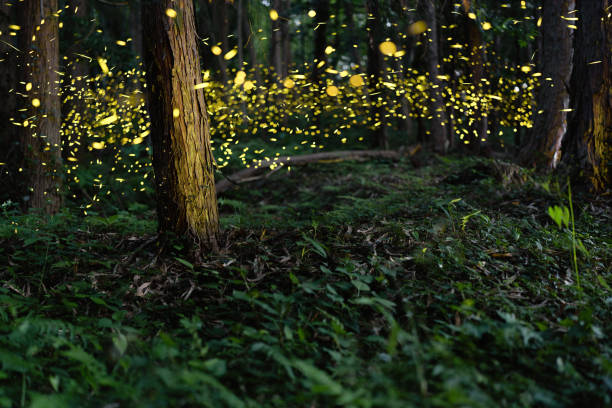 istock Fireflies glowing in the forest at night 2164770146