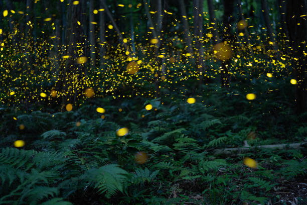 istock Fireflies glowing in the forest at night 2164770161