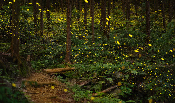 istock Fireflies glowing in the forest at night 2164770226