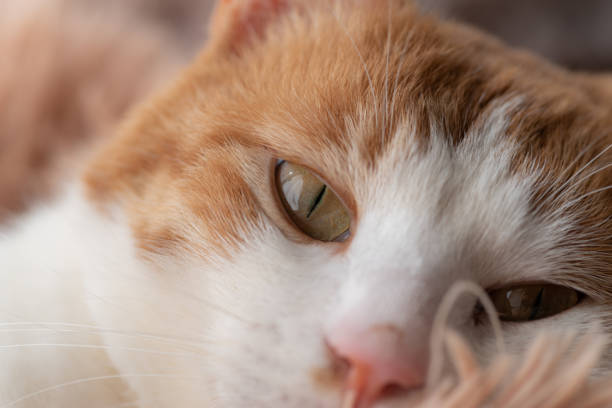 Cat relaxing by the window