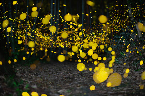 Fireflies glowing in the forest at night in rural Japan