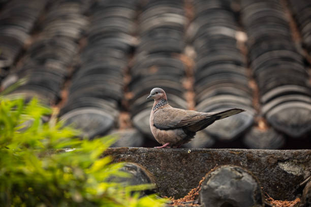 A pigeon perches on a roof