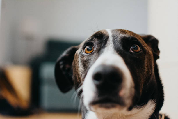 istock Attentive dog waiting for a prize 2164772089