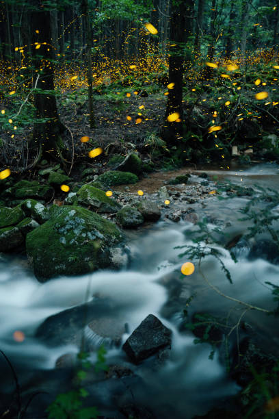 istock Fireflies glowing above a river in the forest at night 2164772497