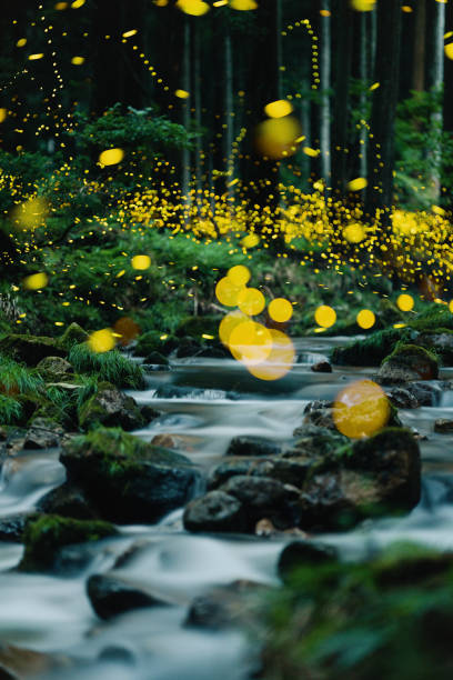istock Fireflies glowing above a river in the forest at night 2164772508