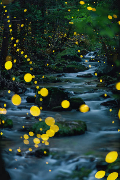 istock Fireflies glowing above a river in the forest at night 2164772542