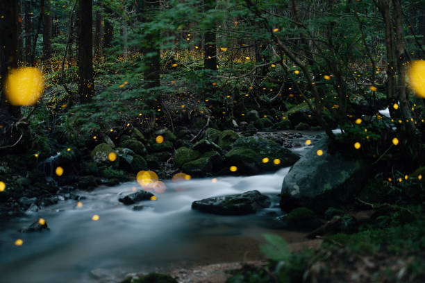istock Fireflies glowing above a river in the forest at night 2164772550