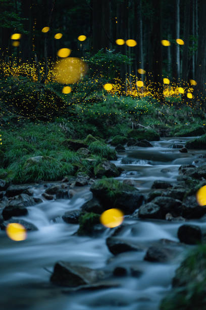 istock Fireflies glowing above a river in the forest at night 2164772557