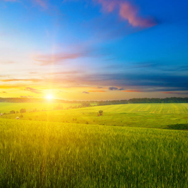 istock Green wheat field and colorful sun rise. 2164772806