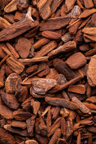 istock dry quinquina bark 2164773038