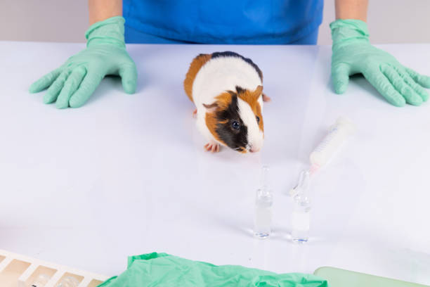 puppy at veterinary doctor with stethoscope on neck.sad dog sitting on table with face in palm with surgical glove.baby animal for health check up for vaccination.pet biting ear tips,tubes.