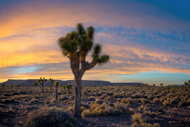 istock Joshua Tree silhouette at dusk in Nevada 2164774400