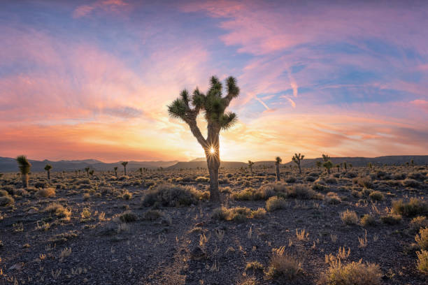 istock Sunburst shining through a Joshua Tree in the Nevada desert 2164774406