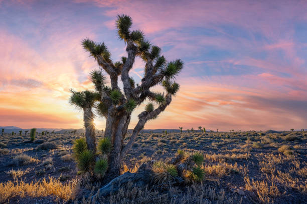 istock Large Joshua Tree sunset in Nevada 2164774422