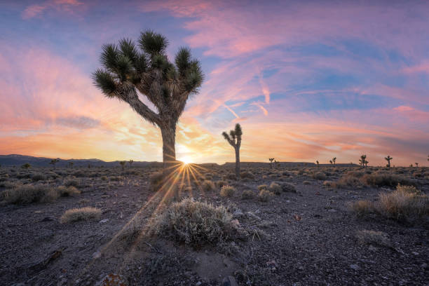 Sunshine rays behind a Joshua Tree silhouette