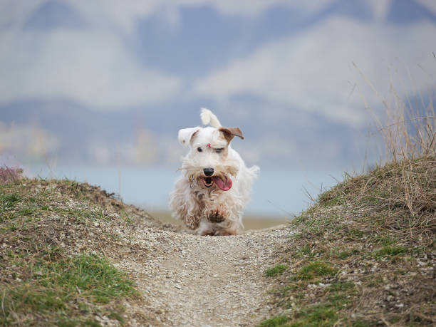Running sealyham terrier walking in the park. Running sealyham terrier dog against the sky sealyham terrier stock pictures, royalty-free photos & images