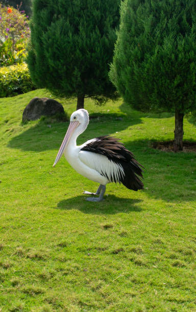 istock Pelican standing on bright green grass next to a pine tree 2164777201