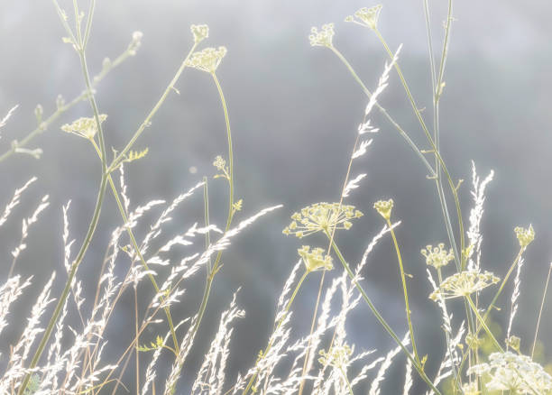 Beautiful natural summer background, meadow grass in evening sunlight
