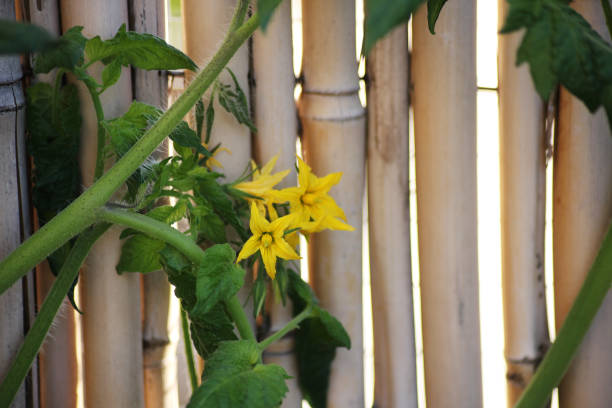 Cucumber plants with yellow flowers