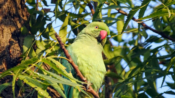 Parrot portrait close up
