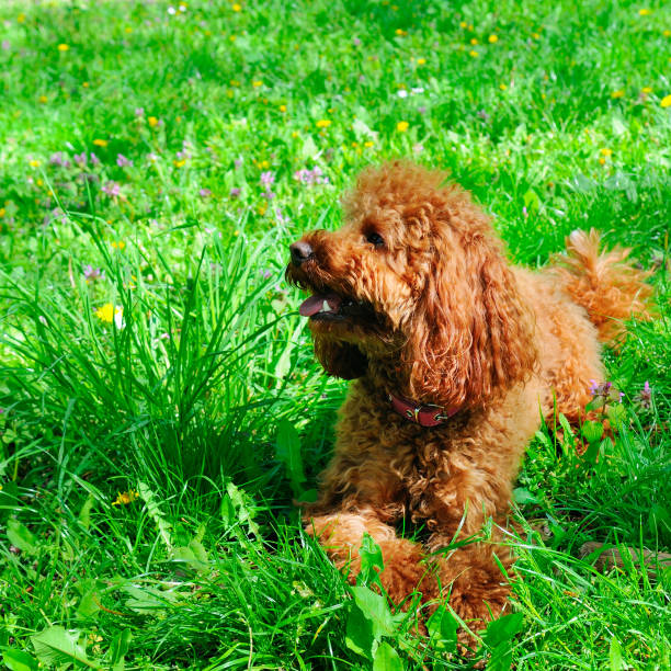 istock Miniature red poodle on the green lawn . 2164780415