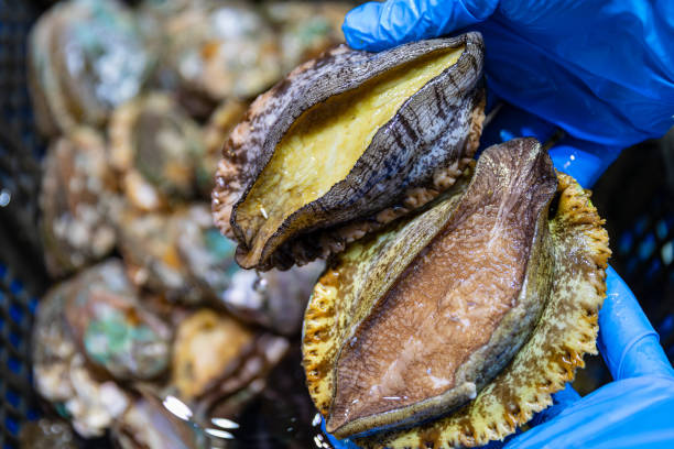 This image shows several abalones piled on a grid-like surface. The shells of the abalones are brown with some green and white spots and stripes. One of the abalone shells is open, revealing the yellow and brown meat inside. The surface of the abalones appears very hard, and the surrounding grid-like surface is blurred, highlighting the details and texture of the abalones.