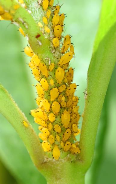 istock Aphid community on branch - animal behavior. 2164784075