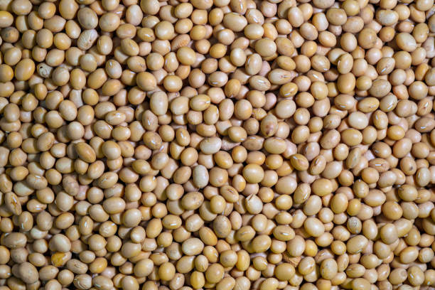 Raw Green edamame pods. Pile of Fresh soybeans with pods on a wooden table. Fresh soy beans ready for cooking