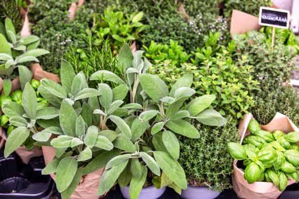 Fresh Organic Herbs Assortment Basil, Sage Thyme Oregano