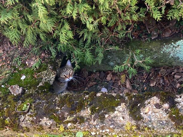 Curious Cat Peeking Out From Behind Greenery in a Rustic Outdoor Setting