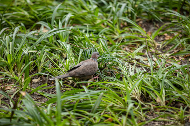 Spotted Dove in Green Grass