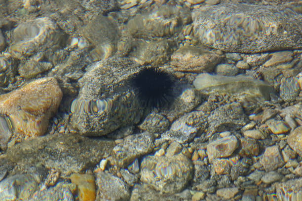 A spiky sea creature is sitting on a rock near the water. The rock is brown and the water is blue